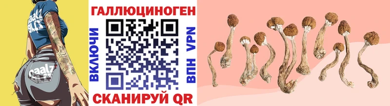 Купить  Заволжск  Галлюциногенные грибы Cubensis 